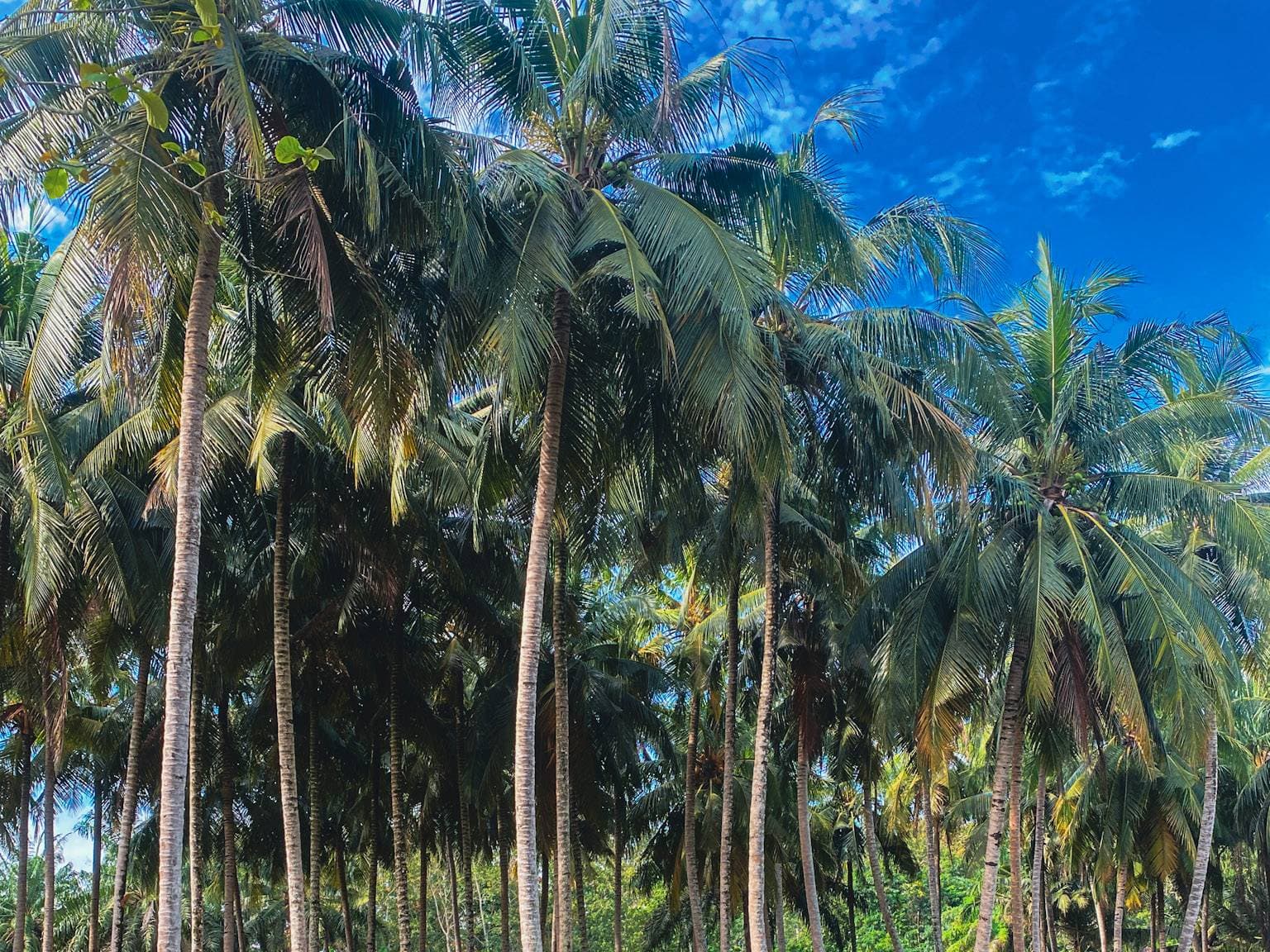 Balade en pirogue sur le Bandama